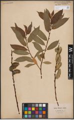 Foto von Salix daphnoides Vill.
